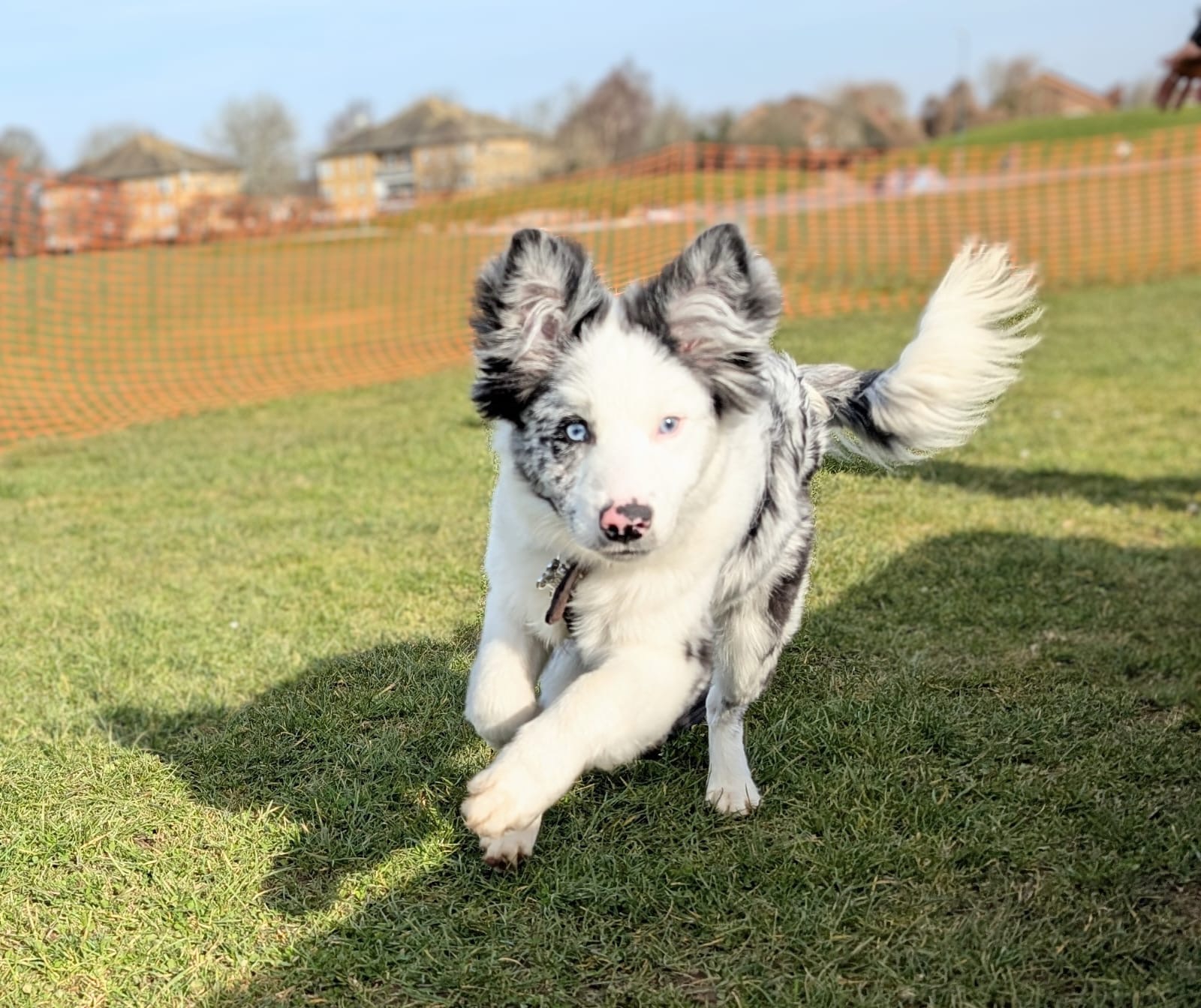 Captain the Border Collie